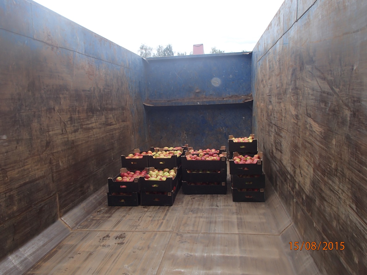 Пермские таможенники уничтожили 1,5 тонны запрещенных яблок