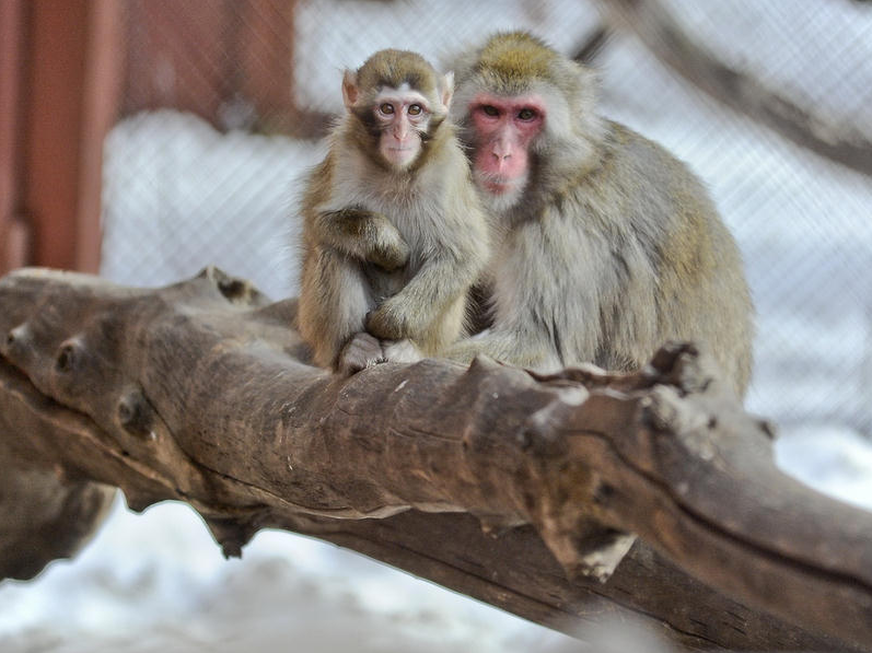 ​Пермяки придумают имена шести детенышам обезьян