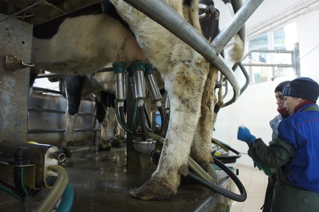 Молоко побежало. в Прикамье резко выросло производство «молочки». Масла и сыра – более чем на 50%