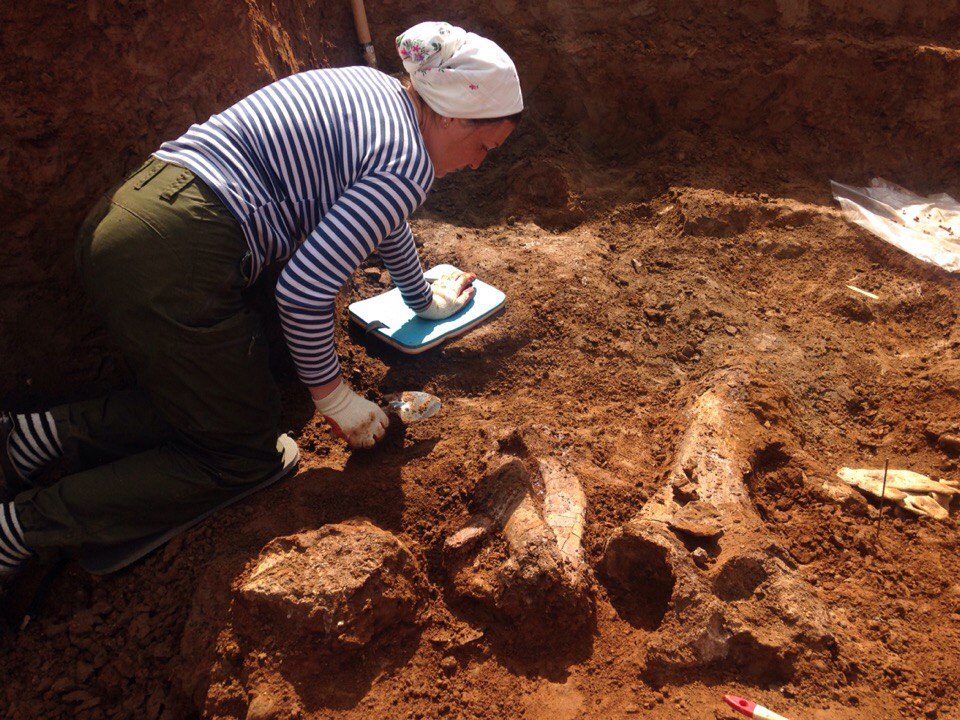В Прикамье на месте раскопок древнего слона найдено еще несколько скелетов