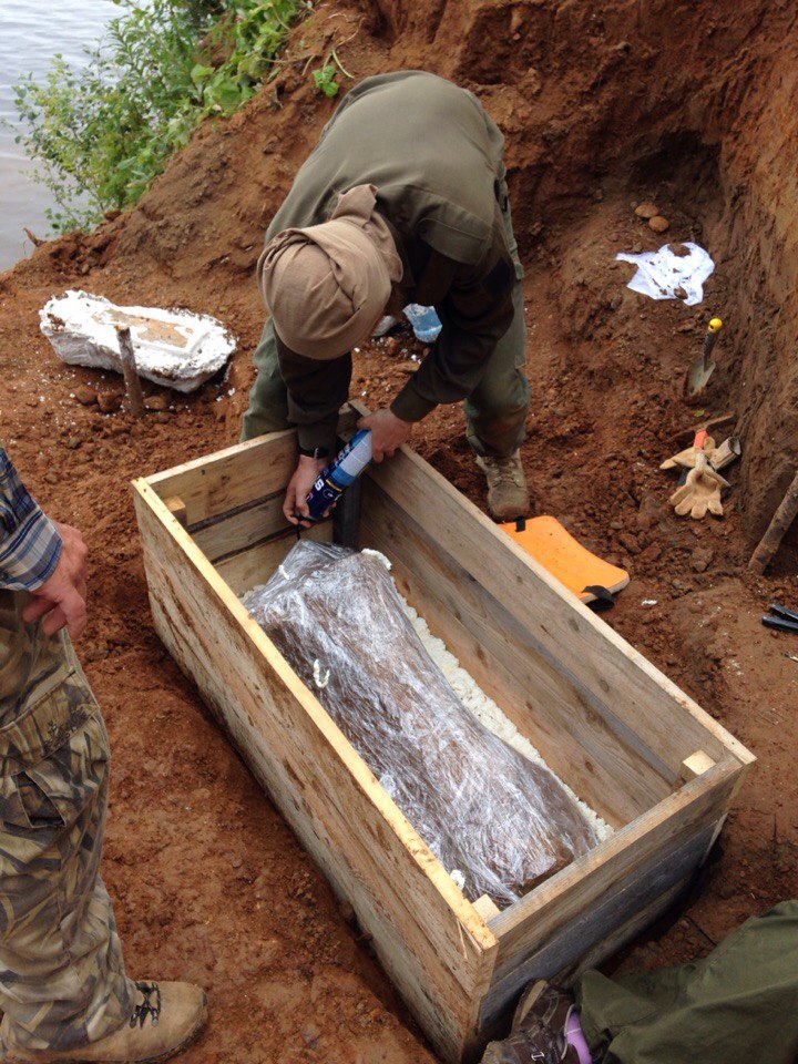 В Прикамье на месте раскопок древнего слона найдено еще несколько скелетов