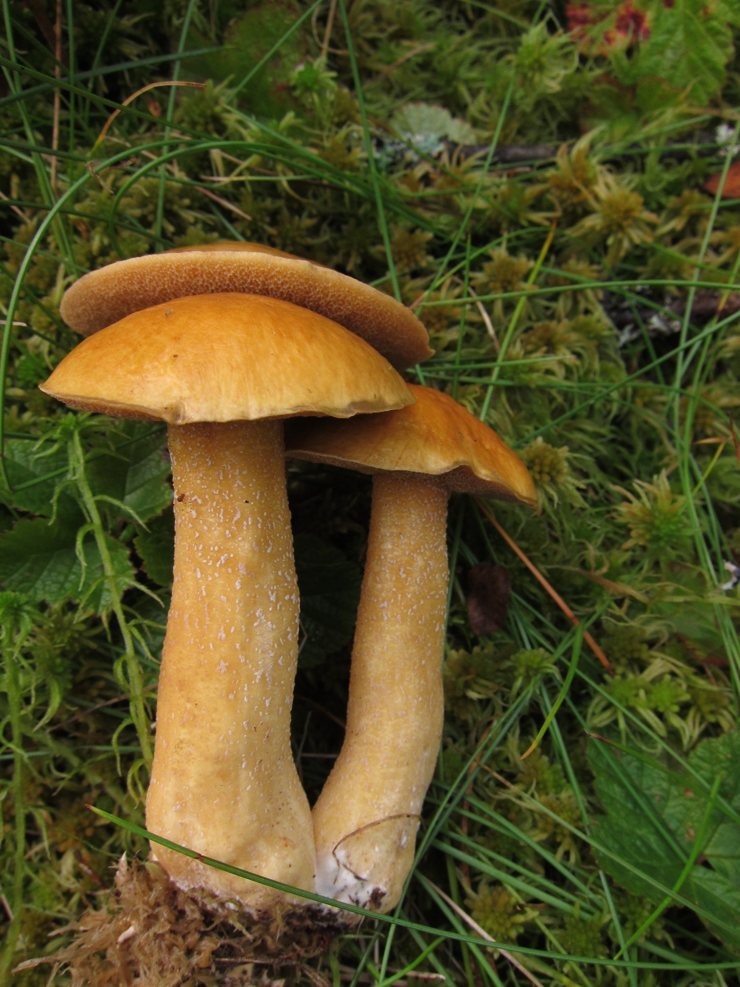 В Пермском крае обнаружен новый вид грибов