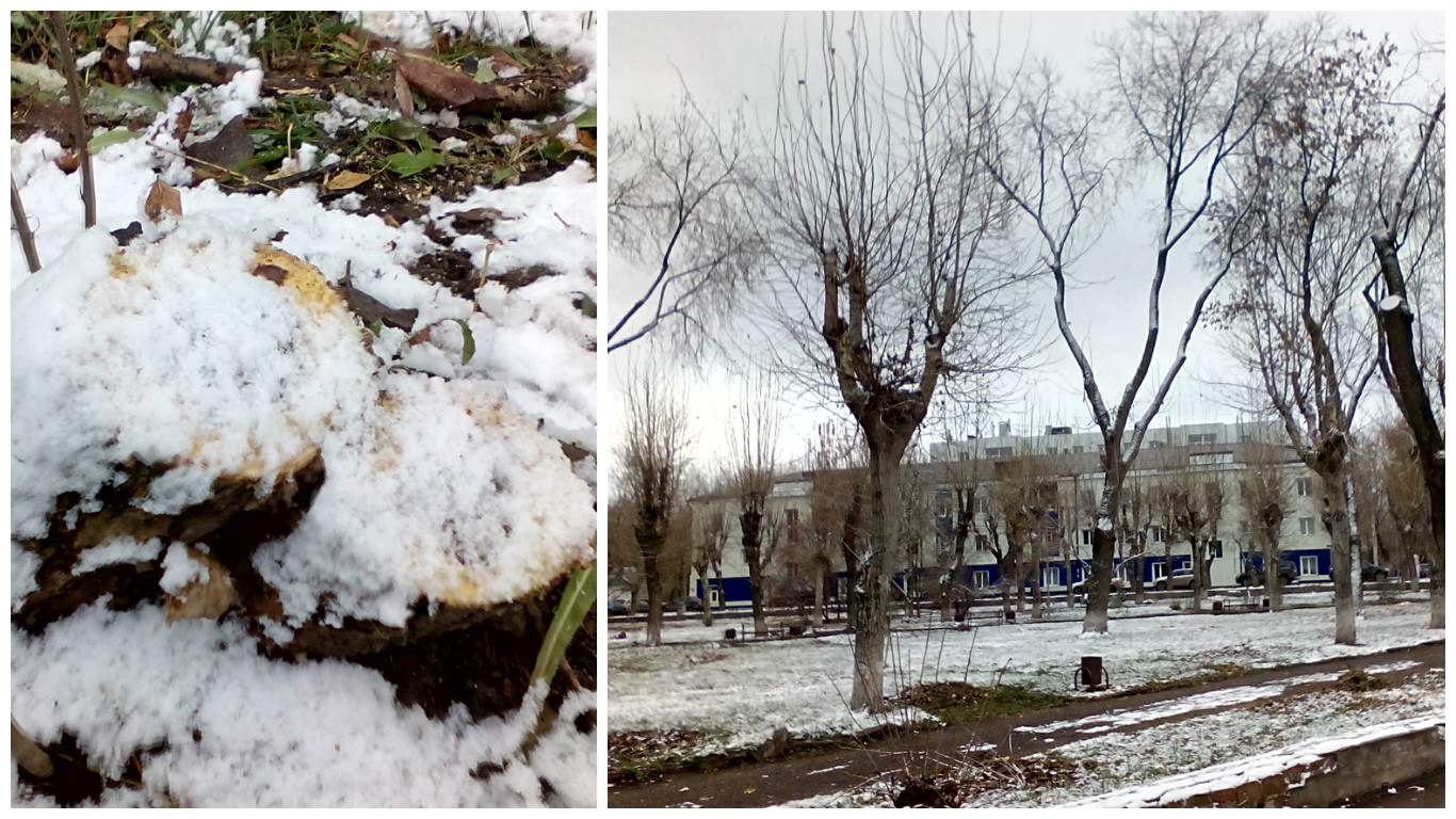 В Перми вырубили часть деревьев в сквере Розалии Землячки в Мотовилихе