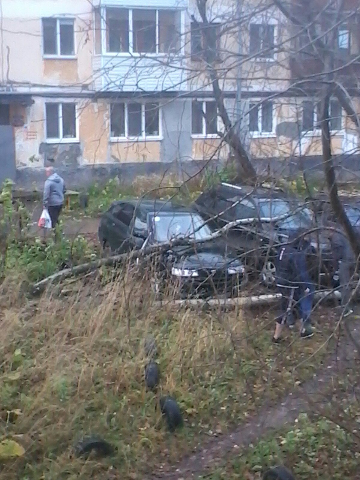 В Перми из-за шквалистого ветра на автомобиль упало дерево