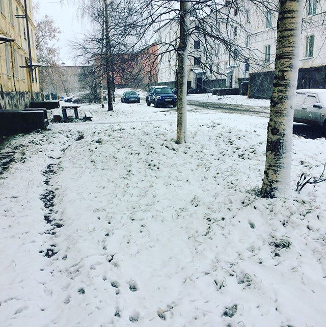 В Пермский край пришла настоящая зима: жители поделились фото снегопадов