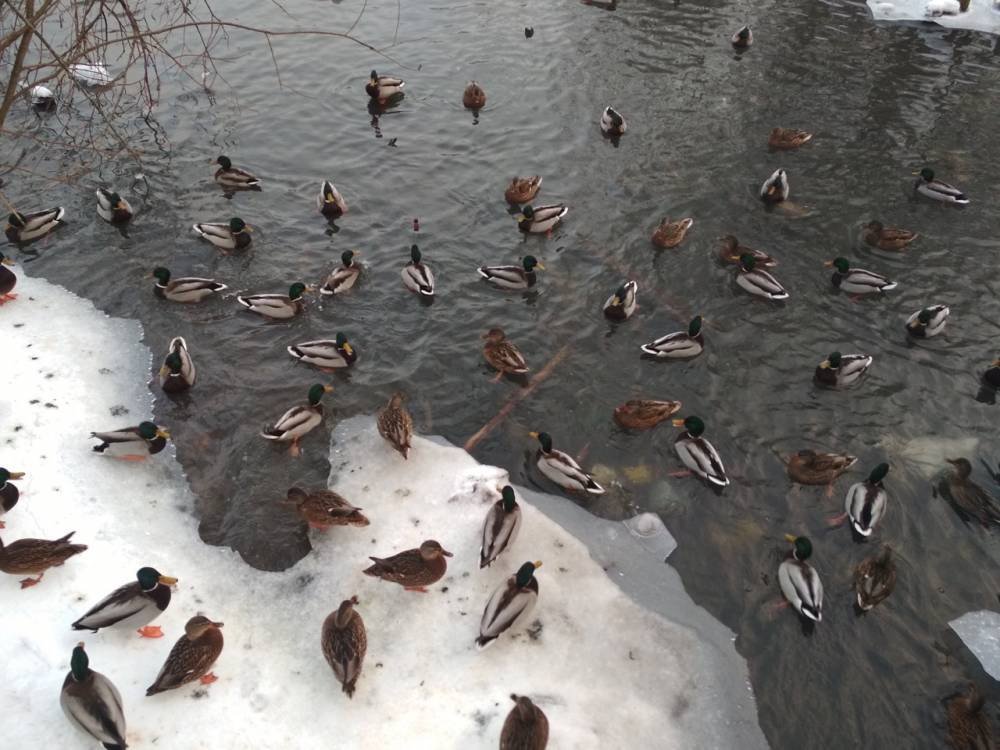 ​Жителей Перми пригласили пересчитать водоплавающих птиц 