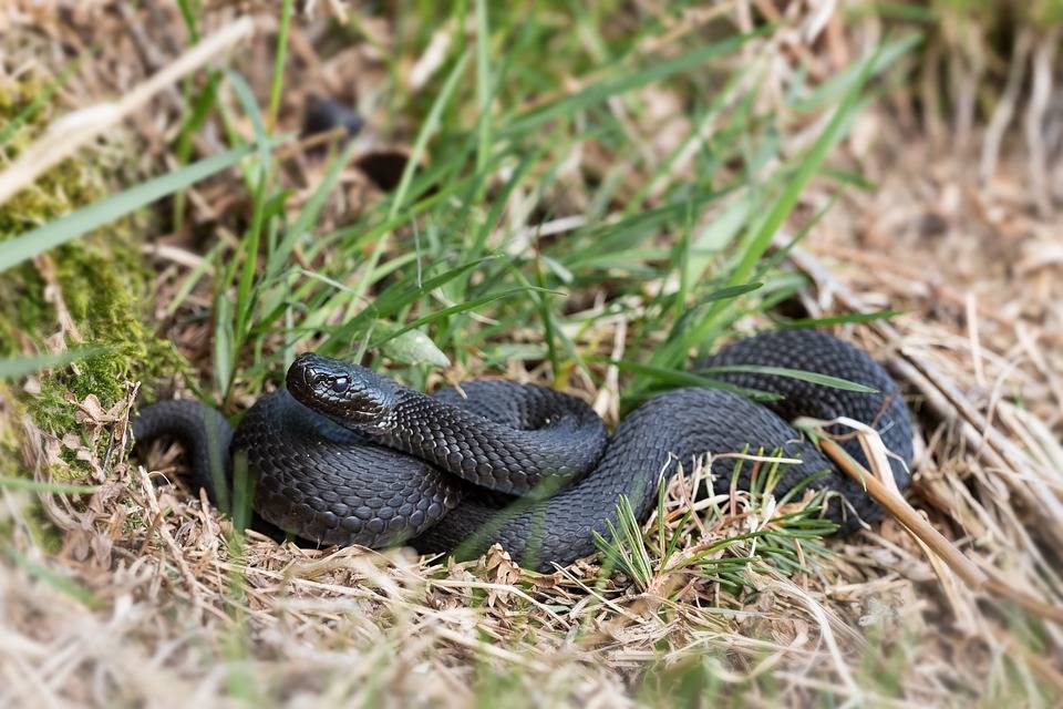 ​В Пермском крае растет число жителей, укушенных змеями 