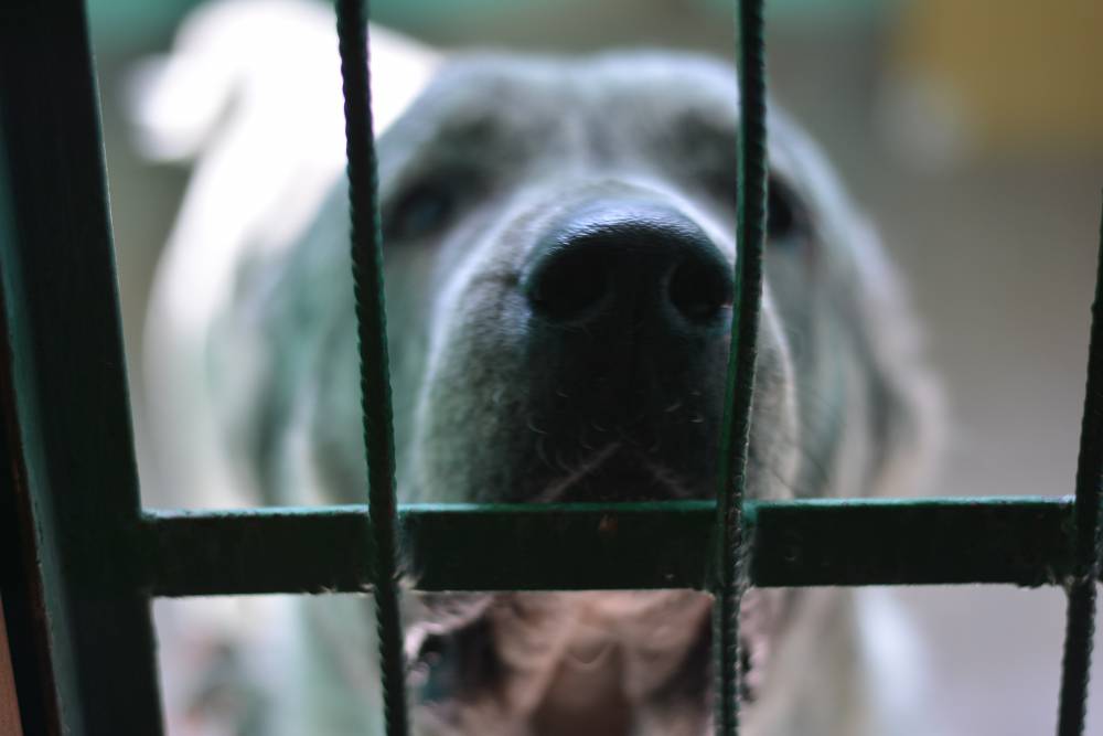 В Перми дог-хантеры отравили шесть собак