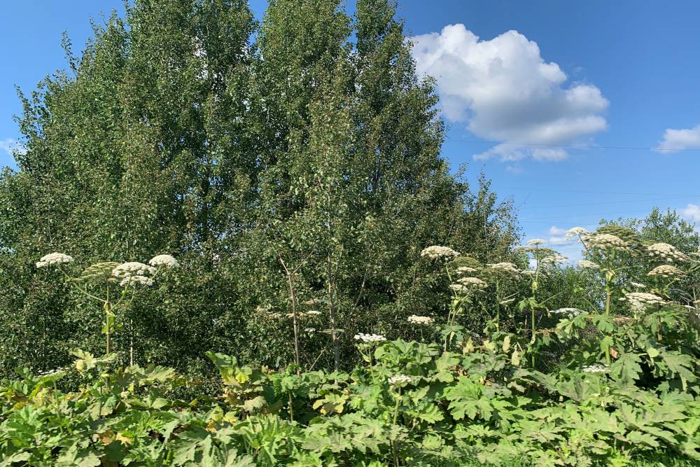 В Пермском крае от борщевика намерены обработать более 4,7 тыс. га земли