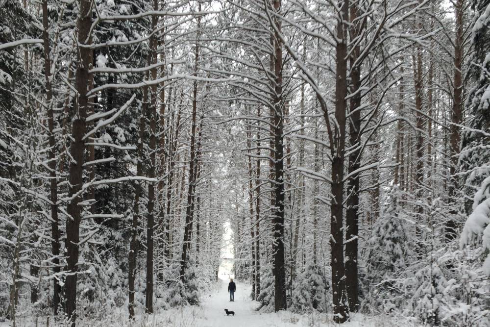 ​Тепло и снежно: метеорологи рассказали о погоде на неделю в Пермском крае 