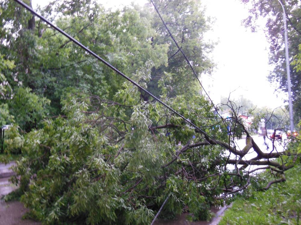 ​Из-за сильного ветра в Перми повалило деревья 