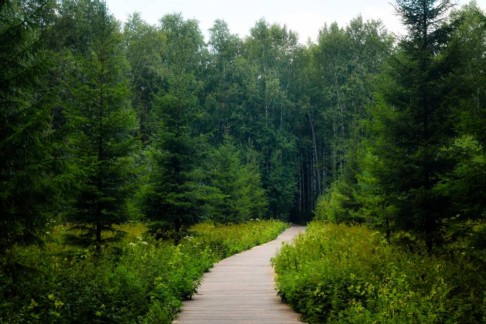 Работы по благоустройству Черняевского леса в Перми планируют завершить в этом году