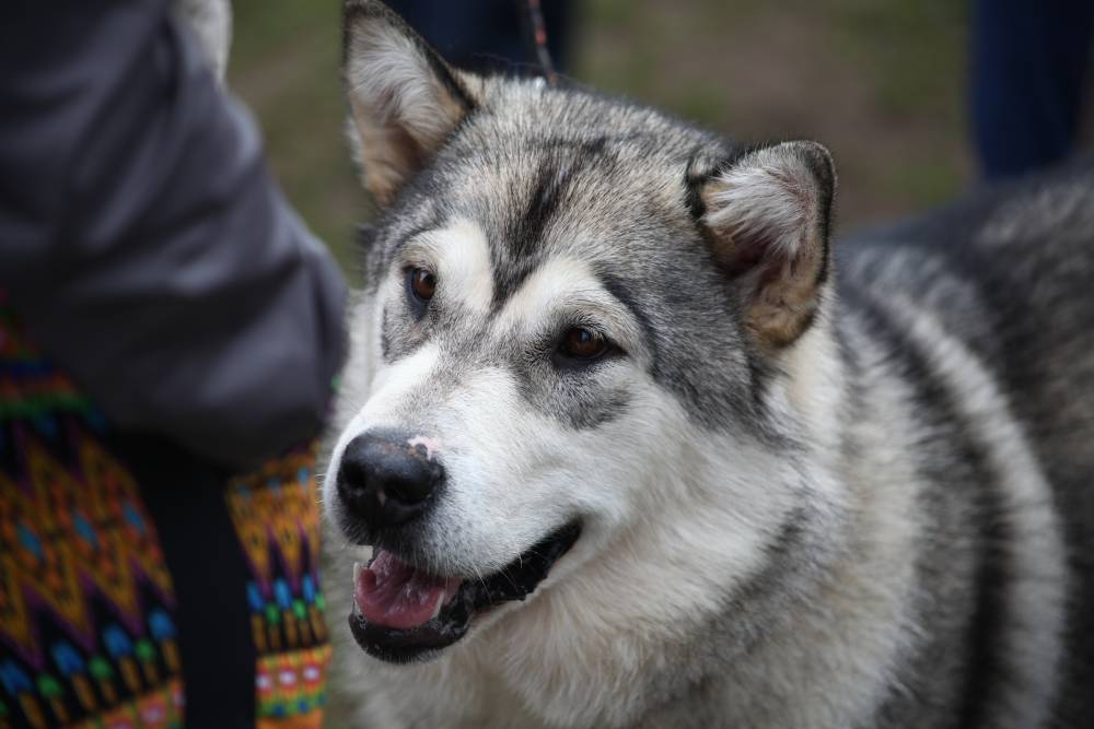 ​В Перми стали чаще брать собак из приютов