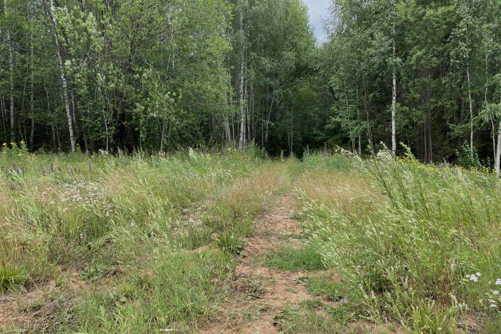 ​В Пермском крае в лесу потерялась нуждающаяся в медпомощи 73-летняя женщина