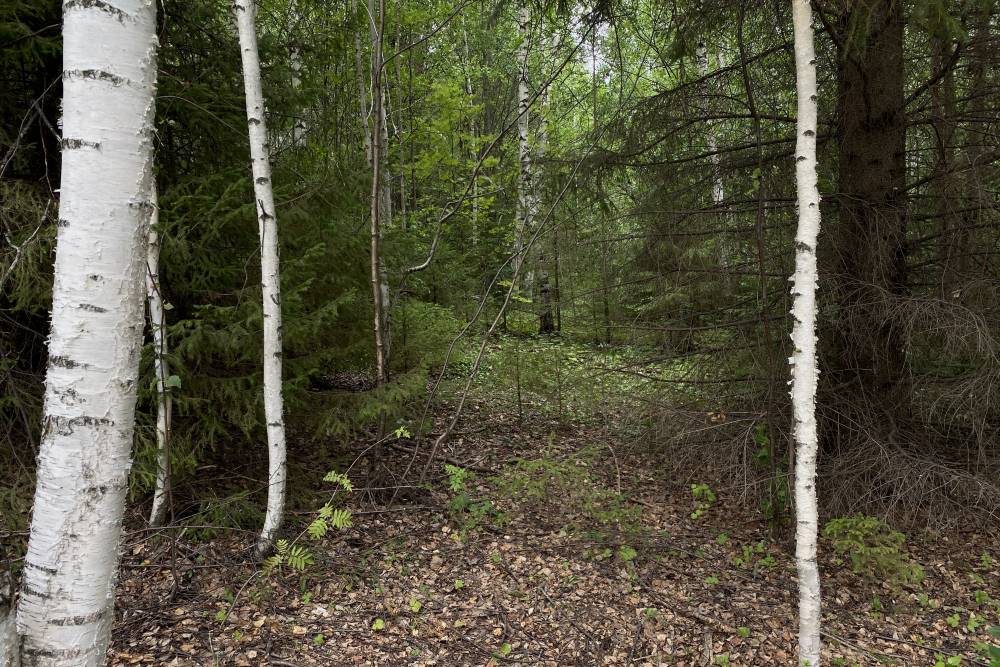В ночь на 6 октября в Пермском крае спасатели искали пропавшего в лесу мужчину