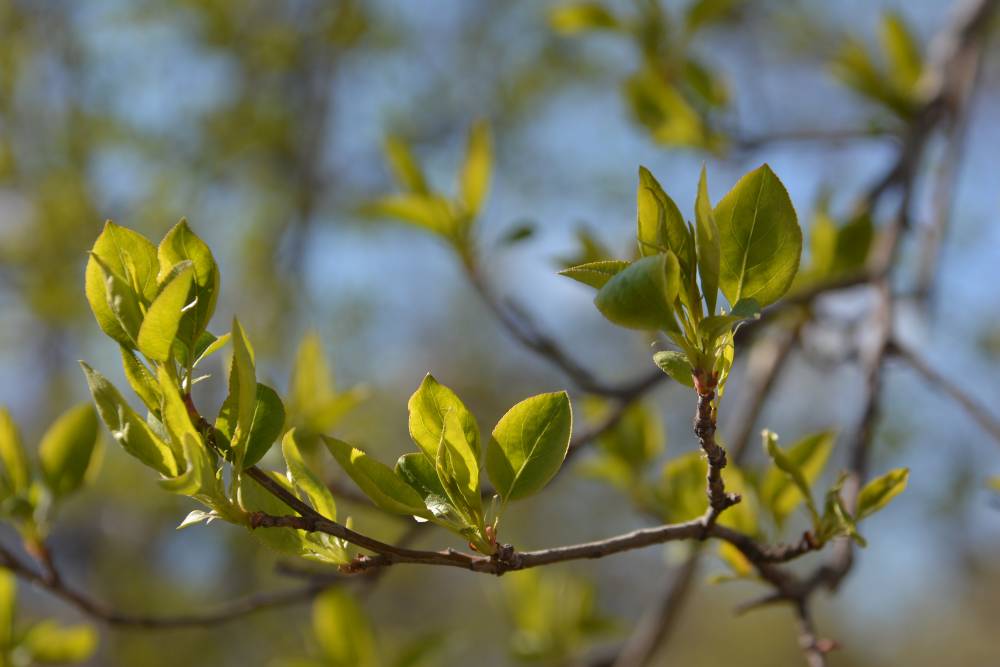 В Перми высадят 14 тысяч молодых деревьев и кустарников