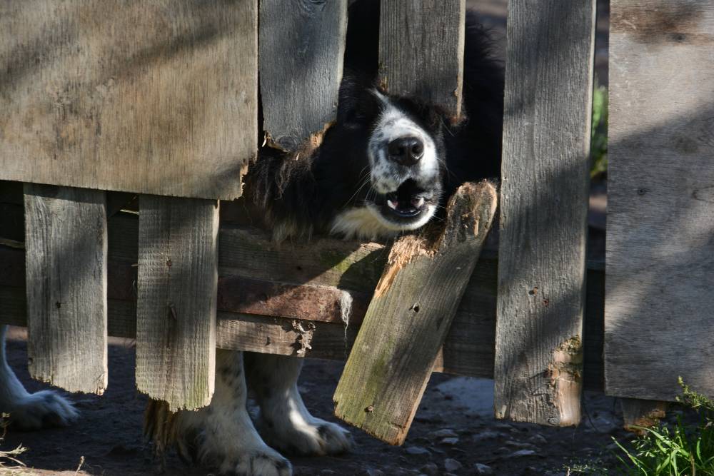 На выезды в проблемные территории Перми ловцов уличных собак начнут сопровождать полицейские