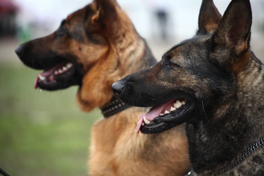 ​ В Перми оборудуют две новые площадки для выгула собак