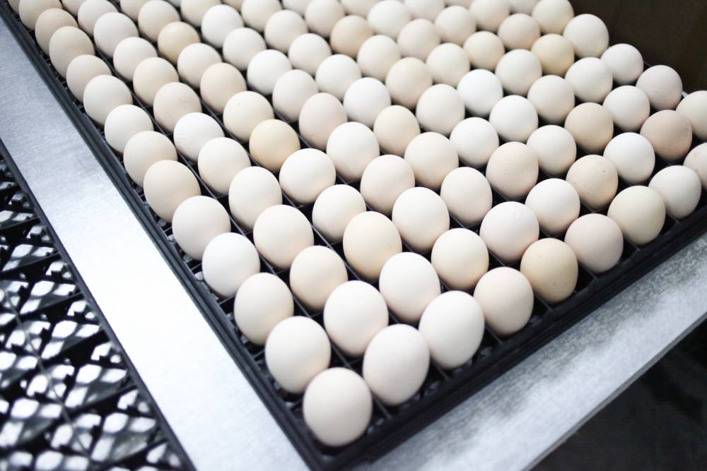 Пермский край обеспечен яйцом собственного производства на 200 %