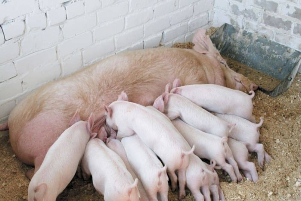 В суде начнется рассмотрение дела о банкротстве Пермского свинокомплекса