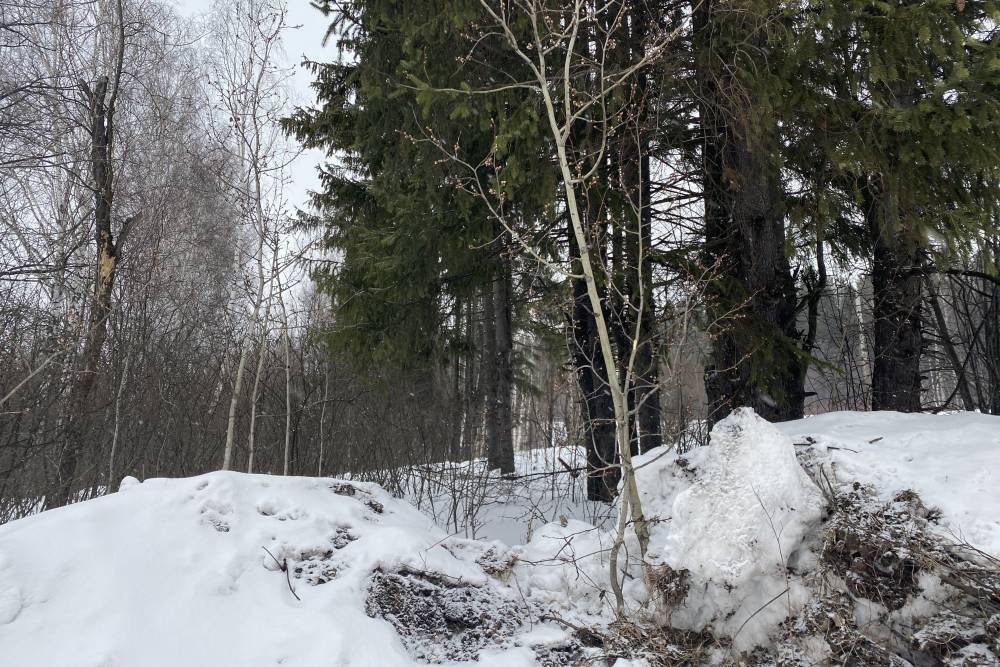 ​В Пермском крае ожидается сильный ветер и обильные снегопады