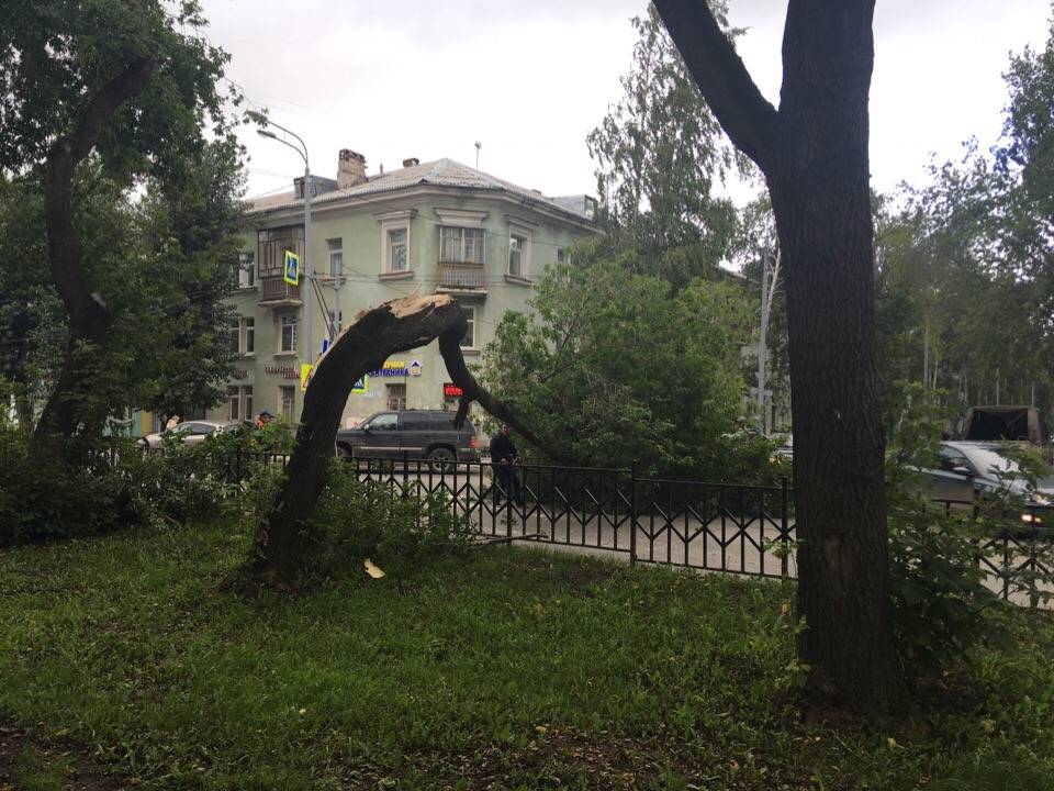 В Перми шквалистый ветер повалил деревья