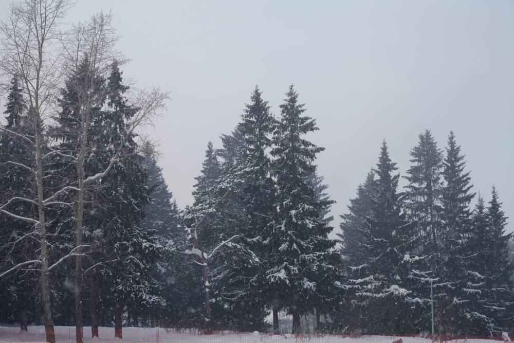 В ночь на 1 января в Перми сохранится теплая погода