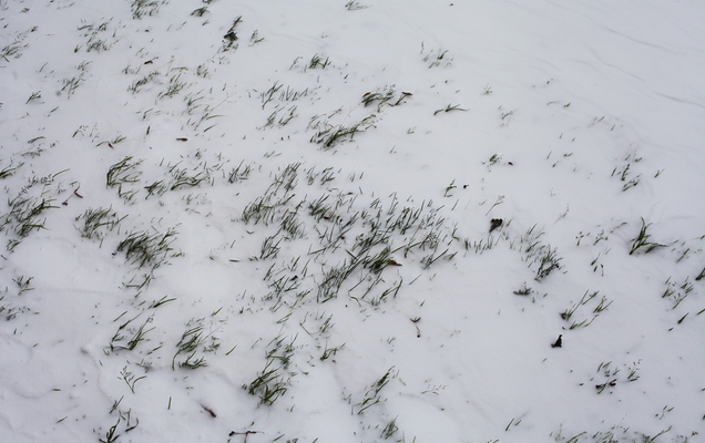 МЧС предупреждает жителей Прикамья о сильном ветре и мокром снеге