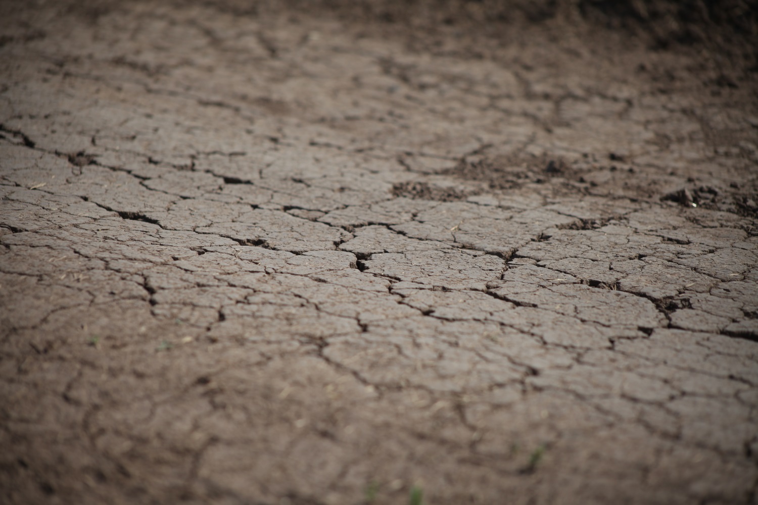 «Порадовать нечем»: ученые прогнозируют ухудшение ситуации с засухой в Прикамье