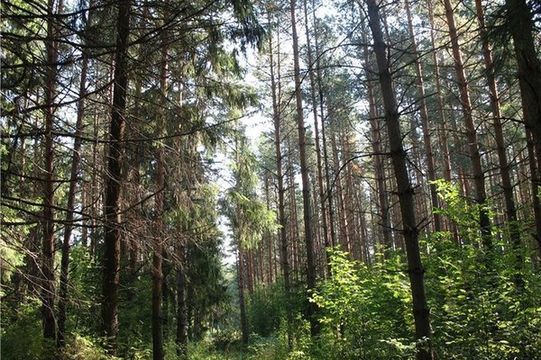 Представители Рослесхоза высоко оценили инвестиционные проекты Пермского края в лесной отрасли