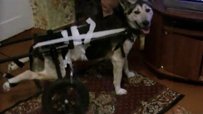 Для пса-инвалида из Чусового волонтеры приобрели коляску