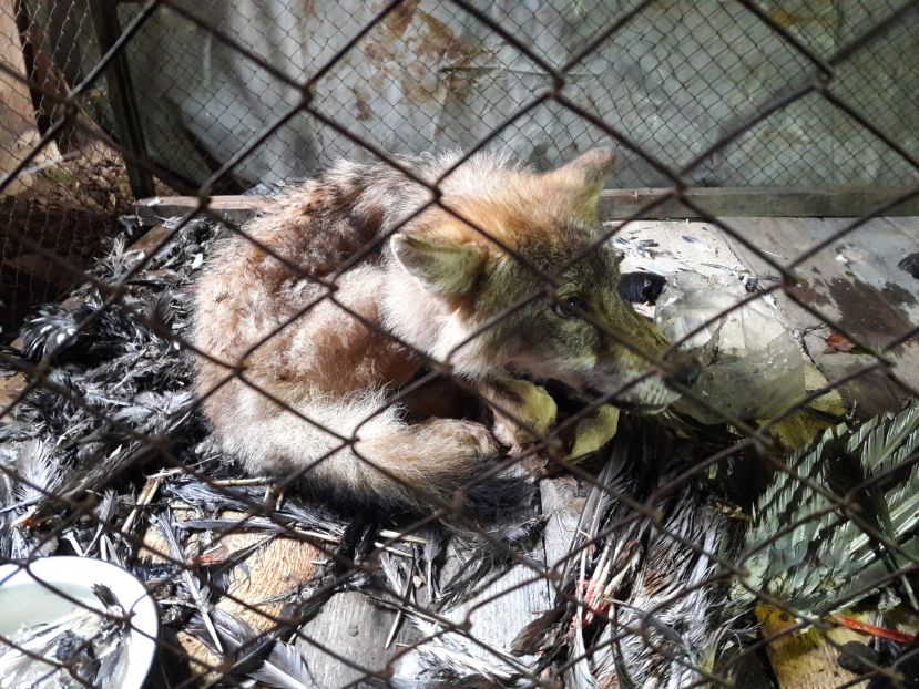 Фотофакт: жители коми-пермяцкой деревни поймали волчонка