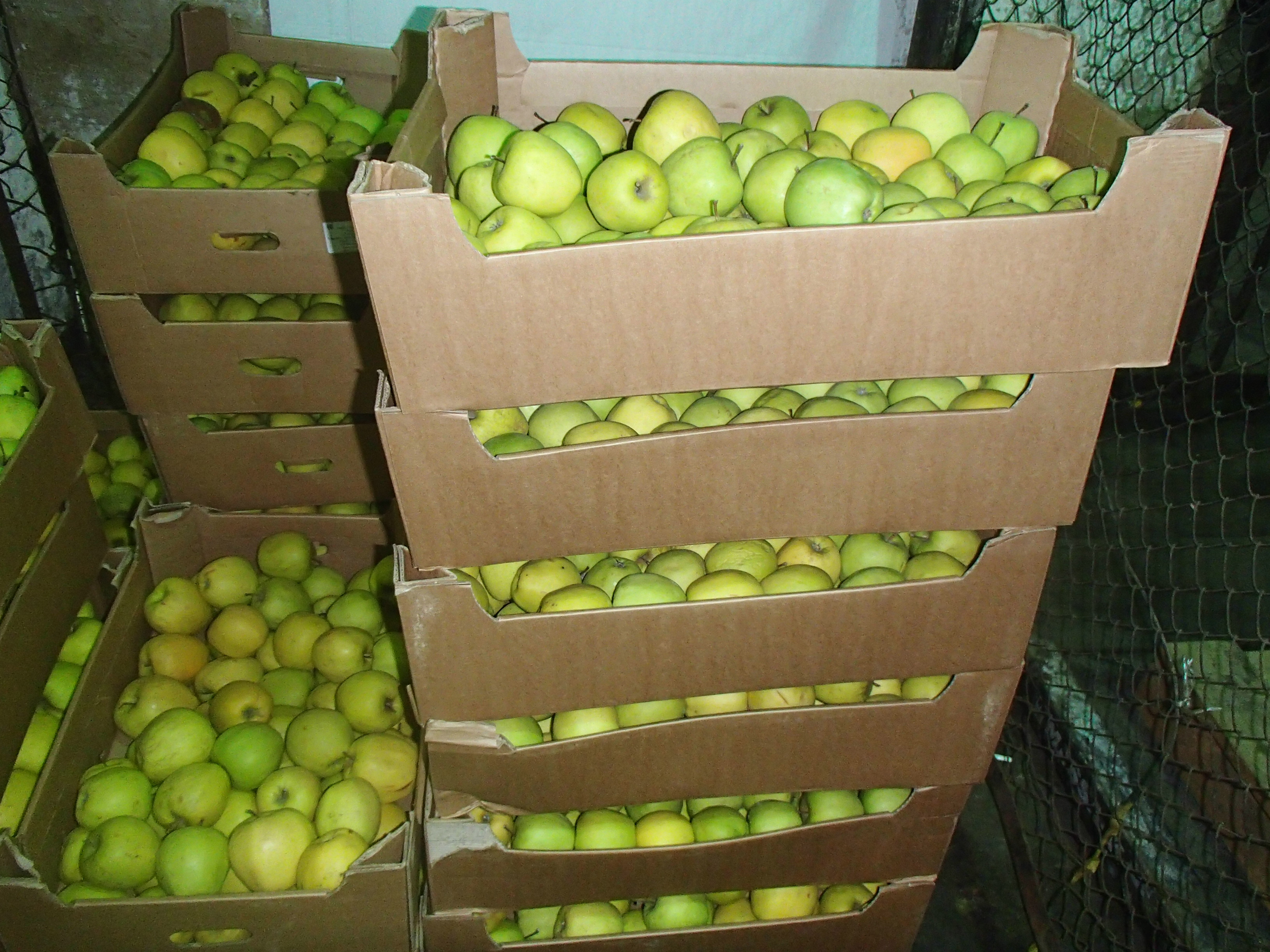 Пермские таможенники изъяли более 1,5 тонн запрещенных фруктов из Европы