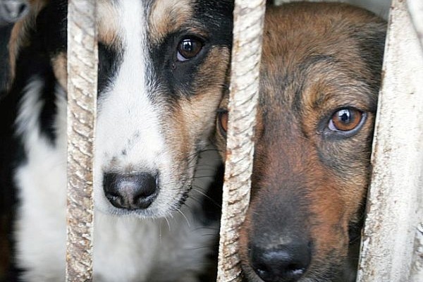 На этой неделе в Перми стартуют рейды по отлову безнадзорных животных