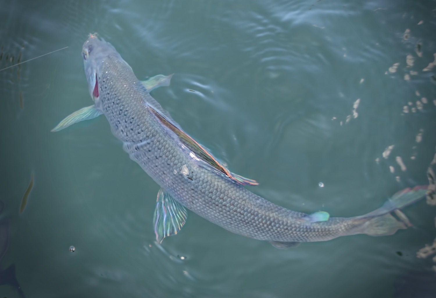Специалисты насчитали в пермской реке Гайва 21 вид рыб