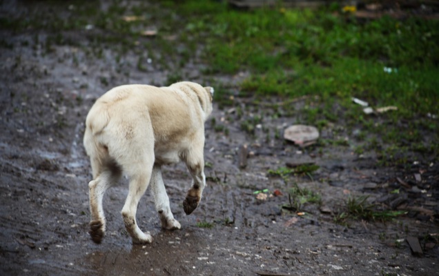 В Перми спасли собаку, отравленную догхантерами