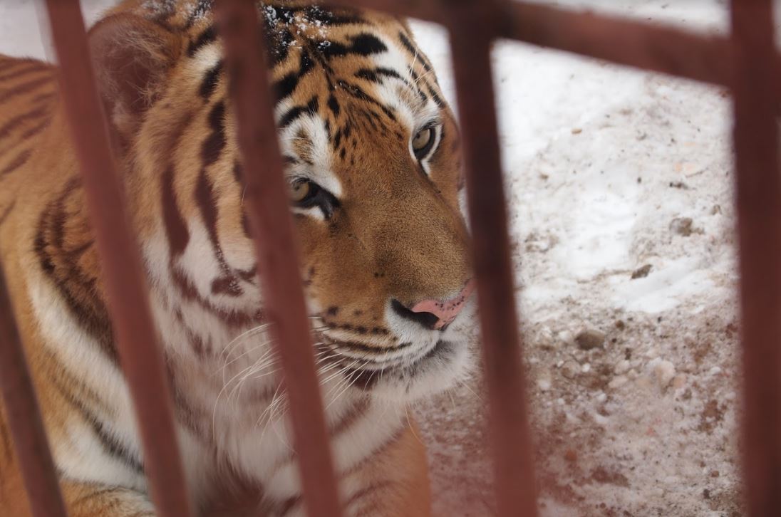 «РЖДстрой» выбрала субподрядчика для строительства зоопарка в Перми