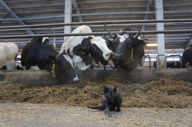 Молоко побежало. в Прикамье резко выросло производство «молочки». Масла и сыра – более чем на 50%