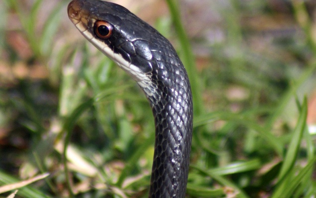В Прикамье ядовитая змея укусила школьника