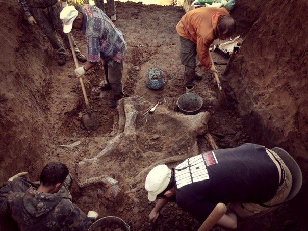 На месте раскопок трогонтериевого слона, возможно, найден еще один скелет