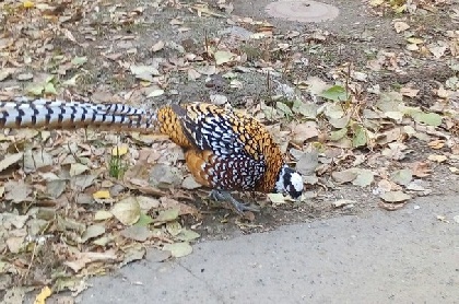 Из контактного зоопарка в парке Горького сбежал золотой фазан