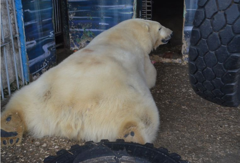 К Новому году в пермском зоопарке может родиться белый медвежонок