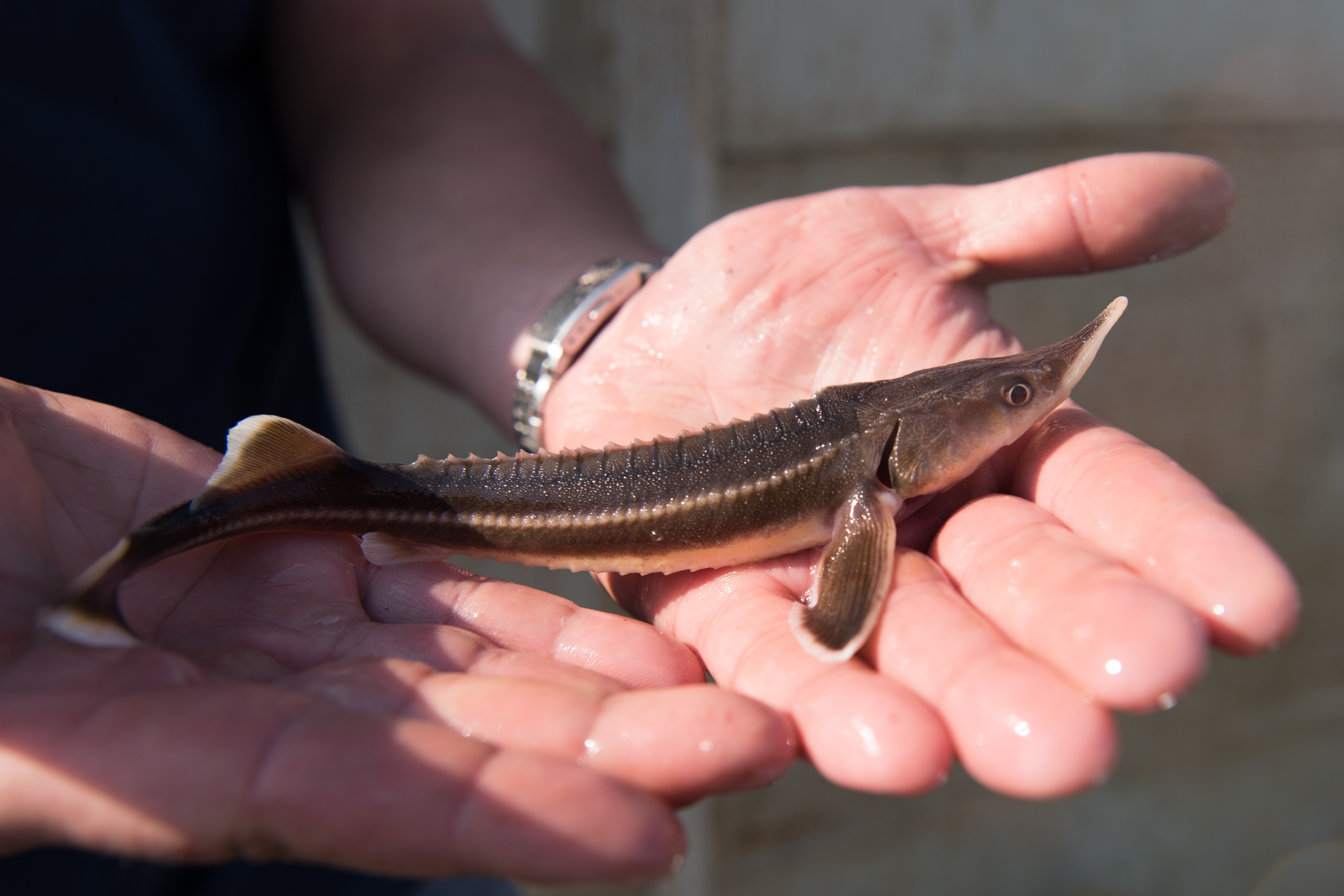 В 2016 году «Лукойл» выпустил в водоемы Прикамья 360 тысяч мальков ценных видов рыб