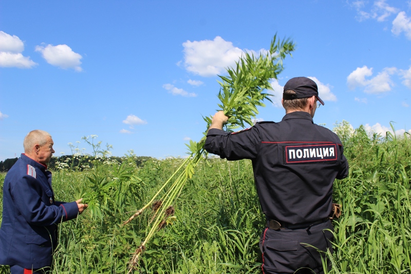 В Пермском крае полиция и казаки нашли 157 кустов конопли