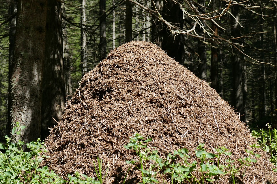 В Прикамье отшельник обвиняется в убийстве грибника, труп которого найден в муравейнике