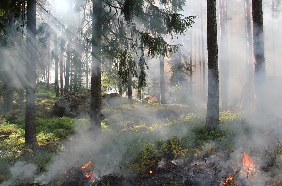 В Прикамье на территории Краснокамского района из-за пожаров введен режим чрезвычайной ситуации