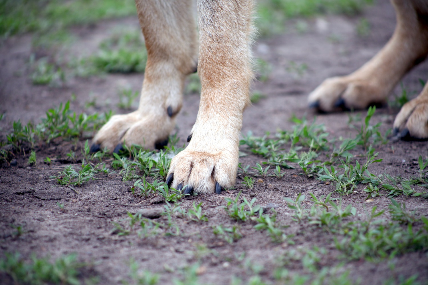 В Кудымкаре введут карантин по бешенству из-за «неадекватного» поведения собаки