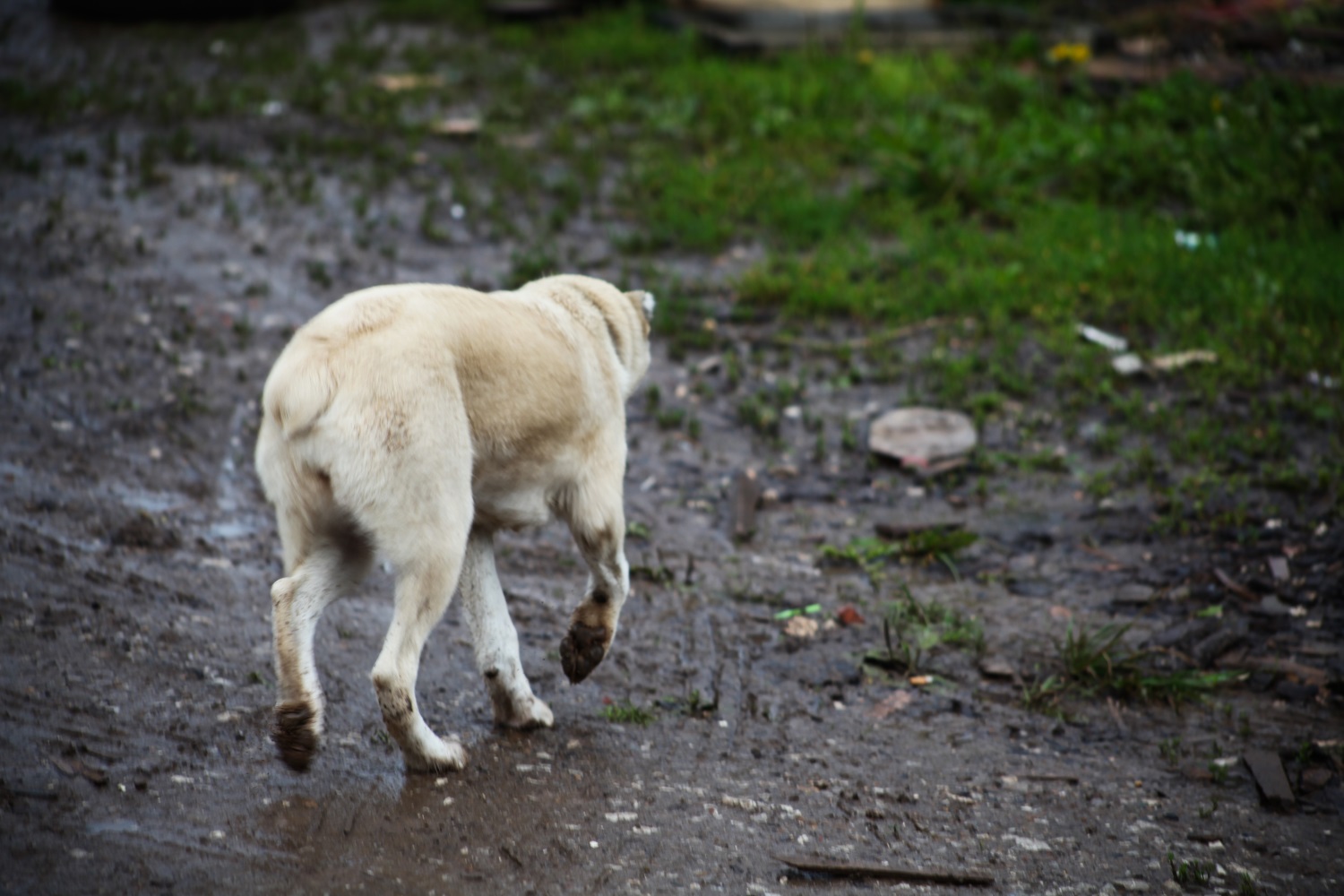 В Добрянке осуждены садисты, сделавшие собаке инъекцию бензином