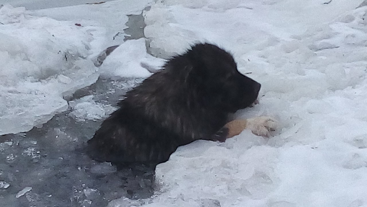 В Кунгуре спасатели вытащили собаку из ледяной воды