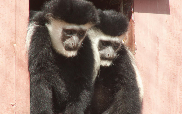 На сайте Пермского зоопарка началось голосование за выбор клички для обезьян